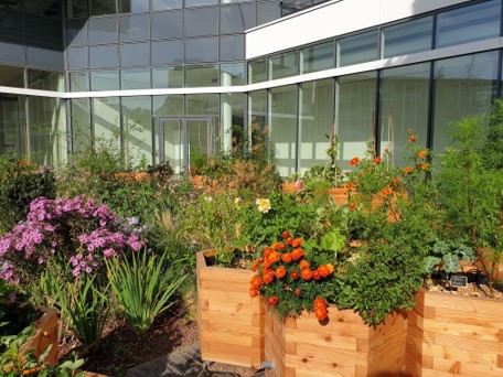 Potager participatif