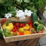5 good reasons for a restaurant to have a rooftop garden