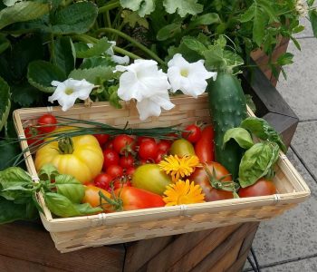 Les 5 bonnes raisons pour un restaurant d’avoir un potager sur le toit