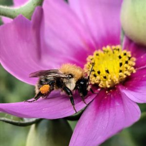 fleur abeille biodiversité écologie environnement